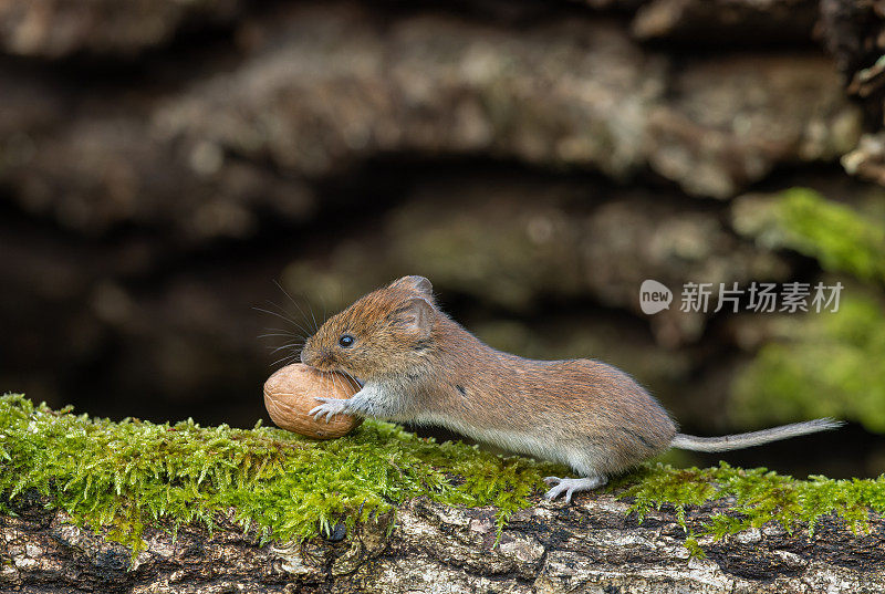 可爱的田鼠(Myodes glareolus)